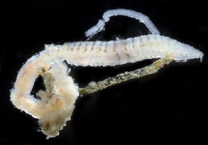  ( - 4228_DNA)  @11 [ ] CreativeCommons  Attribution Non-Commercial Share-Alike (2019) Gustav Paulay Florida Museum of Natural History