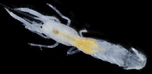  (Neotrypaea gigas - 4189_DNA)  @11 [ ] CreativeCommons  Attribution Non-Commercial Share-Alike (2019) Gustav Paulay Florida Museum of Natural History
