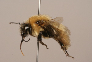  (Bombus - B3262-D02-CHN)  @17 [ ] Unspecified (default): All Rights Reserved  Unspecified Unspecified