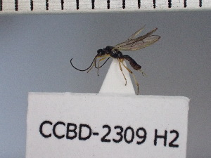  (Oncophanes Malaise0287 - CCDB-23209-H2)  @12 [ ] CreativeCommons  Attribution (2016) Pornthap Kerkig Integrated Ecology Lab, Chulalongkorn University