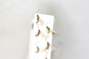  (Oncophanes minutus - CCDB-27844-A06)  @11 [ ] CreativeCommons  Attribution (2017) Donald Quicke Chulalongkorn University
