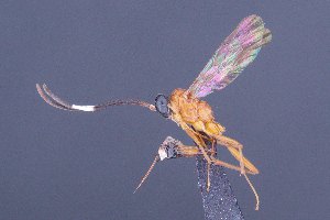  (Platymystax - CCDB-47577-H10)  @11 [ ] CreativeCommons - Attribution (2024) Ranjith AP Chulalongkorn University