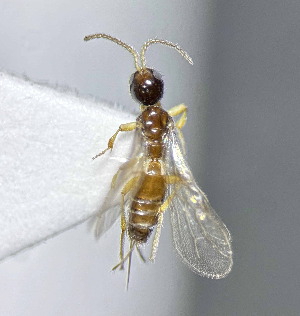  (Histeromerus orientalis - MGM0379)  @11 [ ] CreativeCommons  Attribution Non-Commercial Share-Alike (2024) Mostafa Ghafouri Moghaddam Collection of the Insect Museum, Chulalongkorn University Museum of Natural History, Bangkok, Thailand