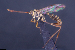  (Arthula - CCDB-47580-H03)  @11 [ ] CreativeCommons - Attribution (2024) Ranjith AP Chulalongkorn University