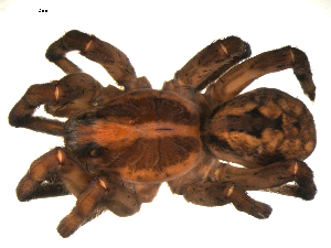  ( - BBUSA10-01-A02)  @12 [ ] CreativeCommons - Attribution (2010) CBG Photography Group Centre for Biodiversity Genomics