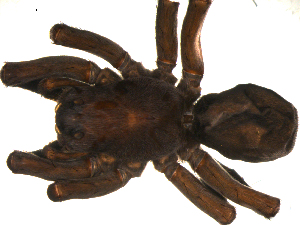  ( - BBUSA10-01-F08)  @12 [ ] CreativeCommons - Attribution (2010) CBG Photography Group Centre for Biodiversity Genomics