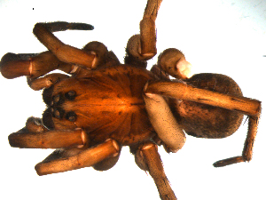  ( - BBUSA10-02-D09)  @12 [ ] CreativeCommons - Attribution (2010) CBG Photography Group Centre for Biodiversity Genomics