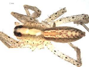  ( - CCDB-08489-D11)  @12 [ ] Copyright  G. Blagoev 2010 Unspecified