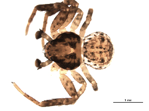  (Modysticus floridanus - CCDB-08502-F08)  @13 [ ] CreativeCommons - Attribution  Gergin Blagoev, Biodiversity Intitute of Ontario Unspecified