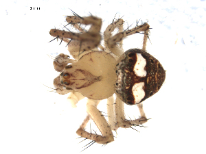 (Araneus partitus - CCDB-08514-A08)  @13 [ ] Copyright  G. Blagoev 2010 Unspecified