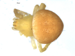  (Araneus cingulatus - CCDB-08514-C10)  @12 [ ] Copyright  G. Blagoev 2010 Unspecified