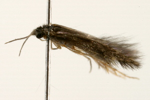  (Hydroptila XZ sp. US1 - 09BBLEP-00335)  @13 [ ] CreativeCommons - Attribution (2009) CBG Photography Group Centre for Biodiversity Genomics