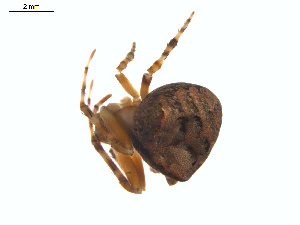  (Araneus montereyensis - BIOUG00888-E04)  @13 [ ] Copyright  G. Blagoev 2011 Unspecified