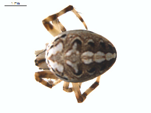  ( - BIOUG01633-H02)  @13 [ ] Copyright  G. Blagoev 2011 Unspecified