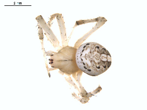  ( - BIOUG01633-H05)  @13 [ ] Copyright  G. Blagoev 2011 Unspecified