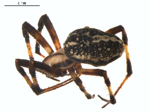  ( - BIOUG01961-G12)  @13 [ ] Copyright  G. Blagoev 2012 Unspecified