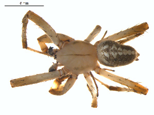  ( - BIOUG01961-H04)  @13 [ ] Copyright  G. Blagoev 2012 Unspecified