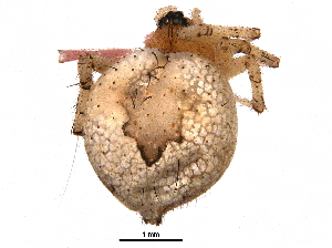  (Euryopis sp. 3GAB - BIOUG01629-E08)  @14 [ ] CreativeCommons - Attribution (2016) CBG Photography Group Centre for Biodiversity Genomics