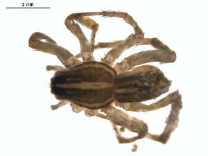  ( - BIOUG01636-C04)  @12 [ ] Copyright  G. Blagoev 2011 Unspecified