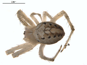  ( - BIOUG01636-D01)  @13 [ ] Copyright  G. Blagoev 2011 Unspecified