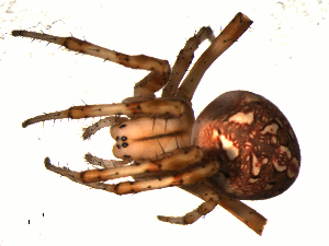  ( - 01-BB09US-D01)  @13 [ ] CreativeCommons - Attribution (2009) CBG Photography Group Centre for Biodiversity Genomics