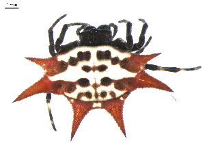  ( - BIOUG00614-H09)  @13 [ ] Copyright  G. Blagoev 2010 Unspecified