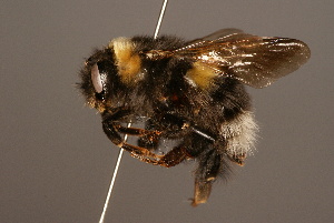  (Bombus longipennis - 0110-NEP)  @15 [ ] Unspecified (default): All Rights Reserved  Unspecified Unspecified