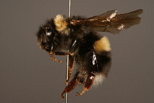  (Bombus longipennis - 0111-NEP)  @15 [ ] Unspecified (default): All Rights Reserved  Unspecified Unspecified