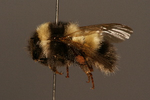  (Bombus personatus - 0007-CHN)  @15 [ ] Unspecified (default): All Rights Reserved  Unspecified Unspecified