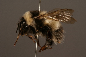  (Bombus personatus - 1283-CHN)  @15 [ ] Unspecified (default): All Rights Reserved  Unspecified Unspecified
