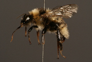  (Bombus subterraneus - 2513-BUL)  @14 [ ] Unspecified (default): All Rights Reserved  Unspecified Unspecified