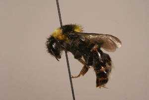  (Bombus subtypicus - 1551-704-KYR)  @11 [ ] Unspecified (default): All Rights Reserved  Unspecified Unspecified