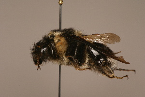  (Bombus eurythorax - 1550-N528-NEP)  @13 [ ] Unspecified (default): All Rights Reserved  Unspecified Unspecified