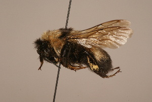  (Bombus mongolensis - 1930-MON)  @13 [ ] Unspecified (default): All Rights Reserved  Unspecified Unspecified