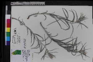  ( - CCDB-18322-D4)  @11 [ ] CreativeCommons - Attribution Share-Alike (2025) Unspecified Research Collection of B. A. Bennett