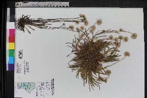  ( - CCDB-42644-G7)  @11 [ ] CreativeCommons - Attribution Share-Alike (2025) Unspecified Research Collection of B. A. Bennett