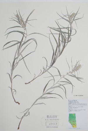  ( - CCDB-18322-D4)  @11 [ ] CreativeCommons - Attribution Share-Alike (2021) Bruce Bennett Research Collection of B. A. Bennett