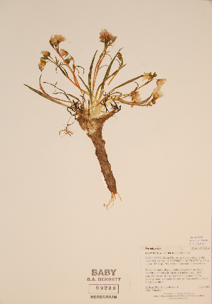  (Claytonia acutifolia - CCDB-23321-C04)  @11 [ ] CreativeCommons - Attribution (2016) Unspecified Unspecified