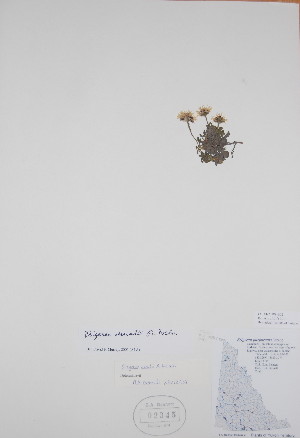  ( - BABY-02345)  @11 [ ] CreativeCommons - Attribution (2017) Unspecified B.A. Bennett Yukon herbarium (BABY)