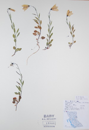  ( - BABY-10066)  @11 [ ] CreativeCommons - Attribution (2017) Unspecified B.A. Bennett Yukon herbarium (BABY)