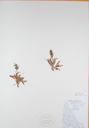  (Campanula lasiocarpa - BABY-02926)  @11 [ ] CreativeCommons - Attribution (2017) Unspecified B.A. Bennett Yukon herbarium (BABY)