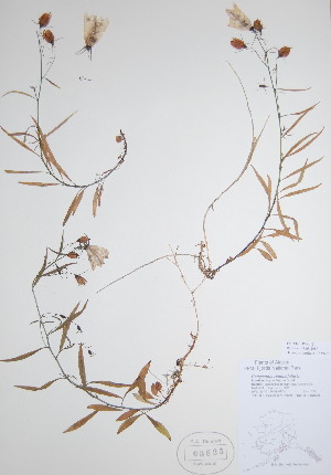  ( - BABY-03825)  @11 [ ] CreativeCommons - Attribution (2017) Unspecified B.A. Bennett Yukon herbarium (BABY)