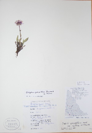  ( - BABY-02807)  @11 [ ] CreativeCommons - Attribution (2017) Unspecified B.A. Bennett Yukon herbarium (BABY)