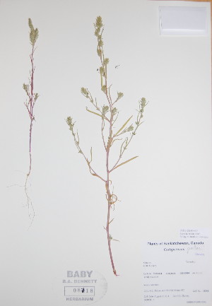  (Corispermum pallasii - BABY-08718)  @11 [ ] CreativeCommons - Attribution (2017) Unspecified B.A. Bennett Yukon herbarium (BABY)
