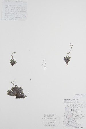  ( - BABY-09061)  @11 [ ] CreativeCommons - Attribution (2019) Unspecified Unspecified