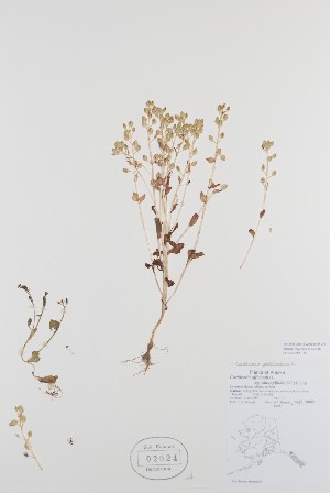  ( - BABY-02024)  @11 [ ] CreativeCommons - Attribution (2019) Unspecified Unspecified