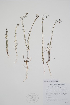  ( - BABY-03652)  @11 [ ] by (2021) Unspecified B.A. Bennett Herbarium (BABY)