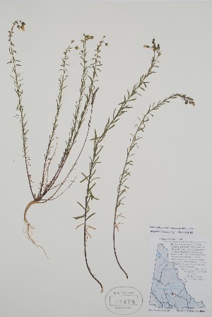  ( - BABY-07473)  @11 [ ] by (2021) Unspecified B.A. Bennett Herbarium (BABY)
