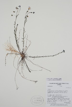  ( - BABY-07645)  @11 [ ] by (2021) Unspecified B.A. Bennett Herbarium (BABY)