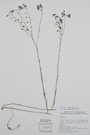  ( - BABY-10471)  @11 [ ] by (2021) Unspecified B.A. Bennett Herbarium (BABY)